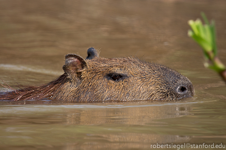capybara swimming